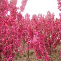 北美海棠小苗批發(fā)，優(yōu)質(zhì)北美海棠樹苗價(jià)格，北美海棠品種