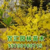 白蠟樹價(jià)格|河北8公分白蠟樹批發(fā)