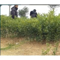 大量供應(yīng)：5-30公分桂花及5-20公分金桔樹及小苗