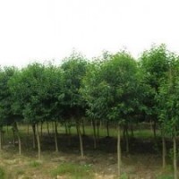 今年5公分大葉女貞大葉女貞產(chǎn)地批發(fā)價格