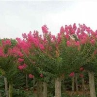 南京大紅花紫薇價(jià)格現(xiàn)在紫薇行情報(bào)價(jià)紫薇基地