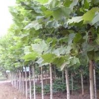 梧桐樹價(jià)格.12公分梧桐樹報(bào)價(jià)20公分梧桐樹