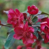 垂絲海棠苗，絢麗海棠，舞美海棠，鉆石海棠等海棠苗供應(yīng)