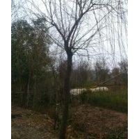 直銷垂柳，黃金柳，金絲柳，竹柳，直柳