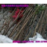 4公分天竺桂38元 5公分天竺桂55元 6公分天竺桂70元 7公分天竺桂9