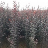 山東濰坊長期供應綠化樹苗