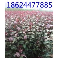 高原之火海棠|高原之火海棠多少錢