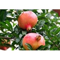 石榴苗，大紅袍石榴苗，軟子石榴苗。