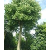 安徽無患子價格胸徑10公分15公分報價