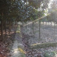 安徽省肥東縣產(chǎn)10年齡米徑6至7公分廣玉蘭