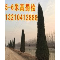 供應蜀檜，4-6米高蜀檜