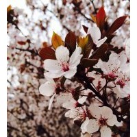 供應(yīng)各種規(guī)格櫻花