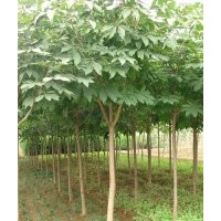 供應(yīng)七葉樹(shù)、江蘇七葉樹(shù)苗、七葉樹(shù)苗供應(yīng)商、七葉樹(shù)工程苗