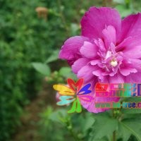 低價出售各種花色木槿