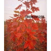 美國(guó)紅楓紅點(diǎn)