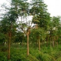 苗圃最新8公分10公分欒樹價(jià)格 欒樹價(jià)格