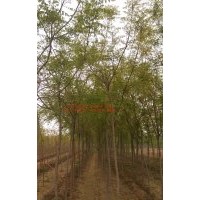 供應(yīng)河北欒樹