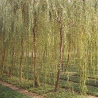 5--6金絲垂柳 櫻花 海棠 美國紅楓