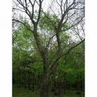 大量供應(yīng)10-25公分黃連木銷(xiāo)售價(jià)格