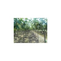 各種碧桃樹價格,龍珠碧桃價格,紅葉碧桃價,紅葉碧桃價格,五彩碧..