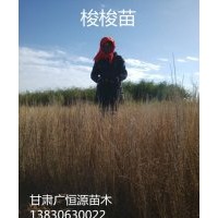 出售優(yōu)質梭梭綠化 治沙和嫁接肉蓯蓉首選 無病蟲害 移栽高成活率