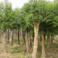 龍柏價格南京造型龍柏供應(yīng)2米優(yōu)質(zhì)龍柏出售