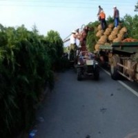 山西雪松價(jià)格；4米雪松報(bào)價(jià)