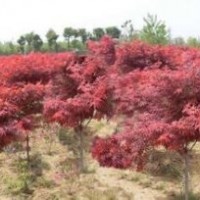 現(xiàn)在美國紅楓價格美國紅楓產(chǎn)地大量供應