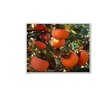 照天紅柿子苗，雪柿子苗，甜柿子苗，