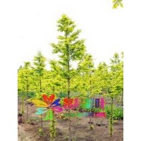 各種規(guī)格金葉水杉