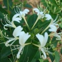 金銀花供應(yīng) 蒙花 123號 大毛花 雞爪花等