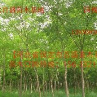 百盛苗木國(guó)槐