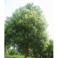 不限量供應(yīng)18公分全冠香樟，多桿香樟，移植香樟基地