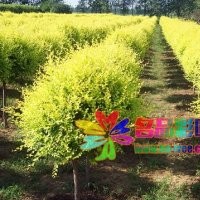 名品彩葉大量金葉榆處理