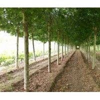 大量出售法桐.白蠟.國(guó)槐等各種綠化樹