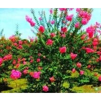 叢生紫薇【大紅紅花叢生紫薇】