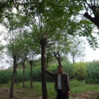 百盛苗木基地供應(yīng)國(guó)槐