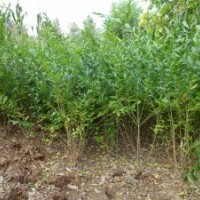 百盛苗木基地供應(yīng)榆樹(shù)