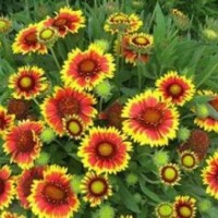 天津天人菊批發(fā)價格|天人菊哪家好