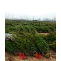 塔柏價格，2米塔柏什么價格，塔柏種植基地，塔柏采購