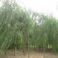 出售垂柳、速生柳、金葉榆、國槐.火炬.金絲柳.