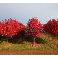 長期供應秋火焰河南名品彩葉