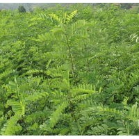 大量低價(jià)刺槐苗優(yōu)惠供應(yīng)、刺槐苗大量優(yōu)惠供應(yīng)