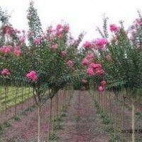 精品百日紅價格 紫薇價格 5公分6公分8公分紫薇價格