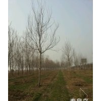 銀中楊大量供應(yīng) 保質(zhì)保量