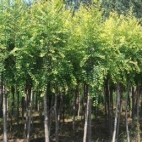 河北苗木河北國槐綠化苗木國槐價格國槐報價國槐規(guī)格國槐欒樹白蠟