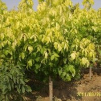 金葉復(fù)葉槭為您傾情供應(yīng)真誠(chéng)服務(wù)