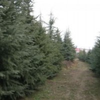 雪松產(chǎn)地承接全國綠化工程供苗