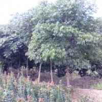 供應(yīng)無患子