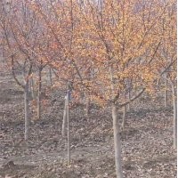 純種印第安魔力海棠苗供應(yīng)，冬天不落果的海棠印第安魔力海棠